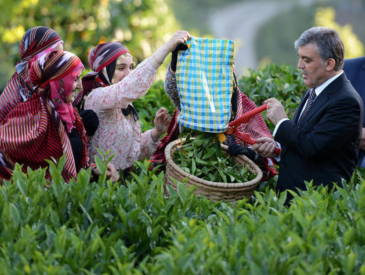 Cumhurbaşkanı Gül, Rize\'de Çay Topladı