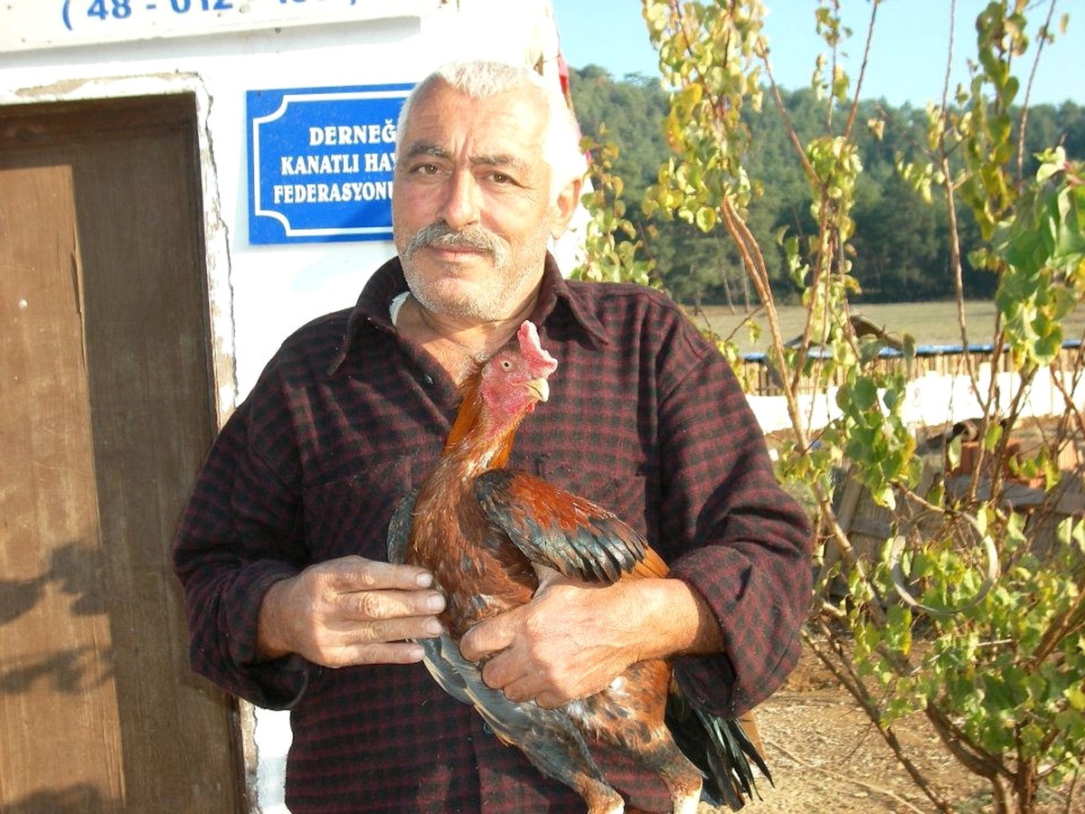 Emanet Horozlar Çalınınca Başı Belaya Girdi
