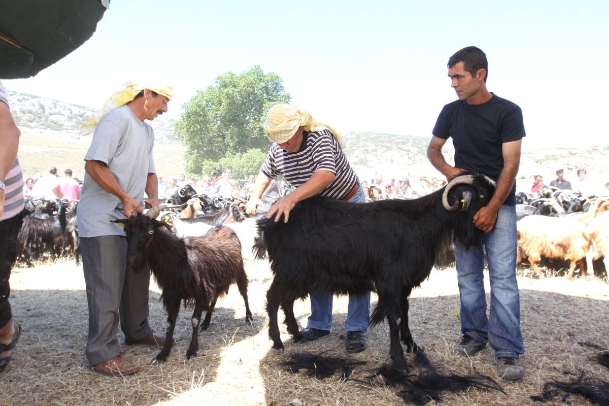 Karaburun Kırkım Şenlikleri Başlıyor