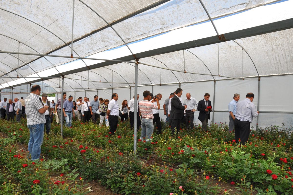 Kesme Çiçek Yetiştiriciliği Tarla Günü