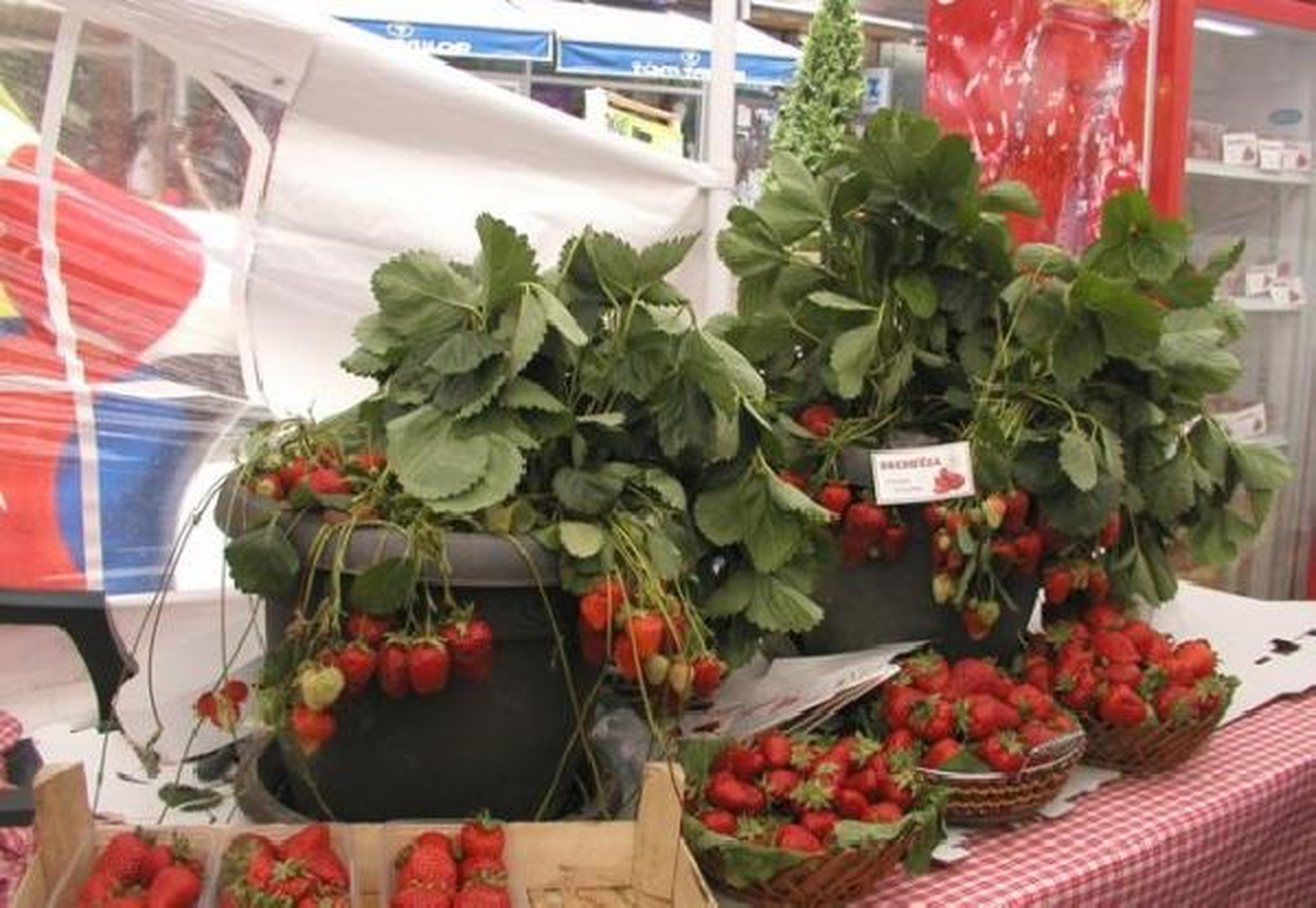 Kosova\'da Çilek Fuarı, Üreticilere 44 Bin Euro Kazandırdı