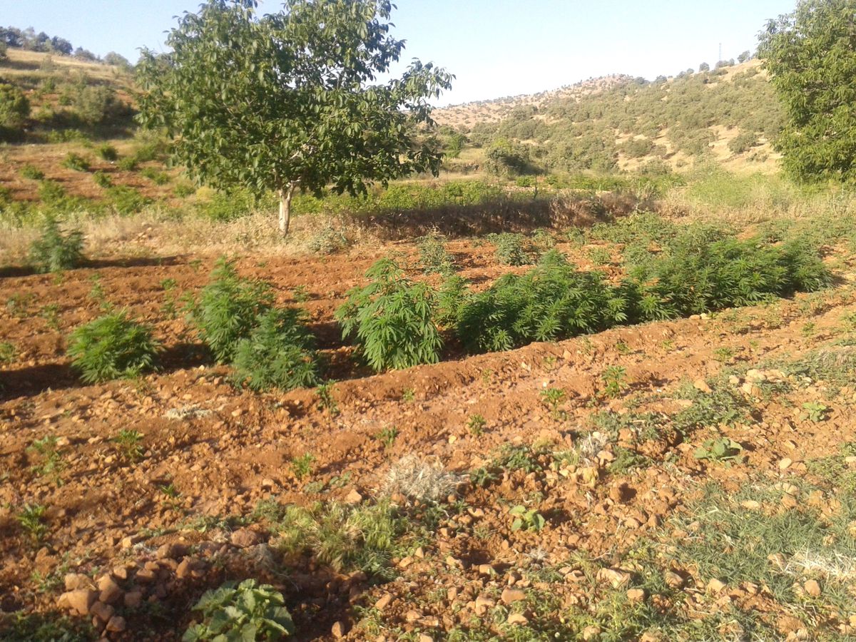 Mardin\'de Uyuşturucu Operasyonu