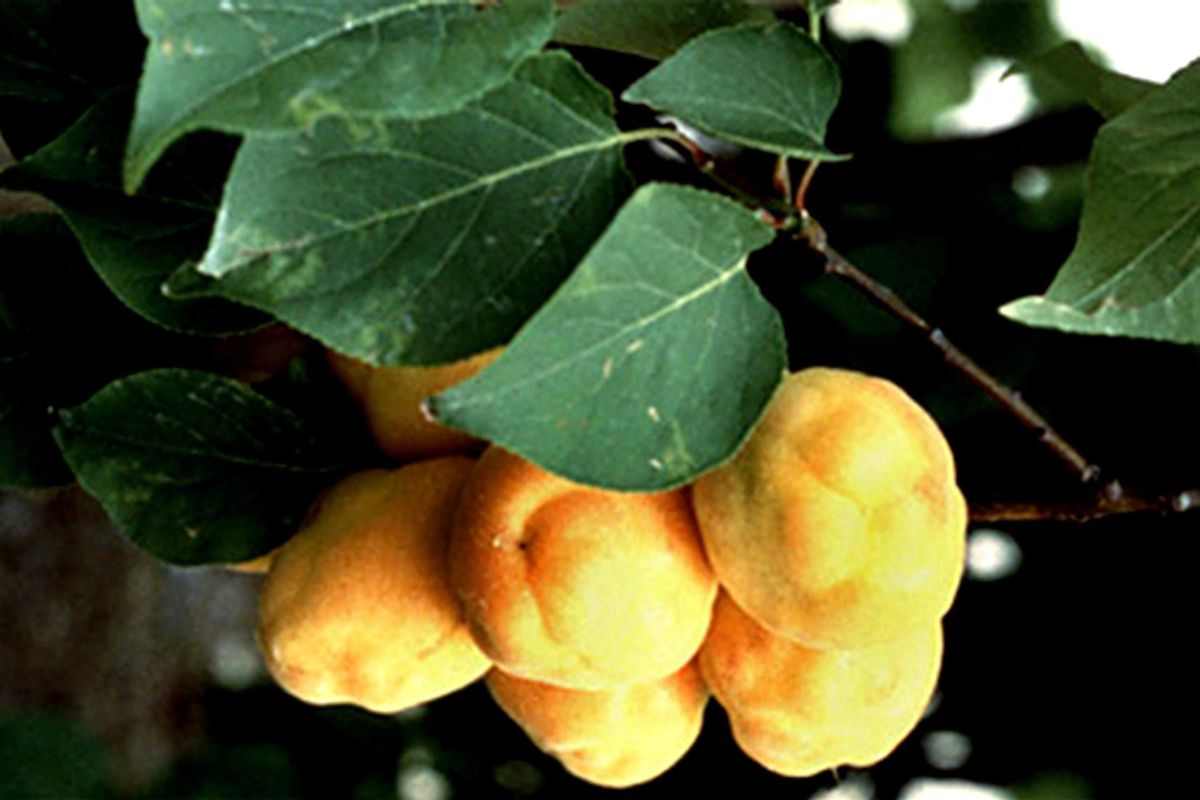 Meyvelerde \'Yalancı Bahar\'a Dikkat