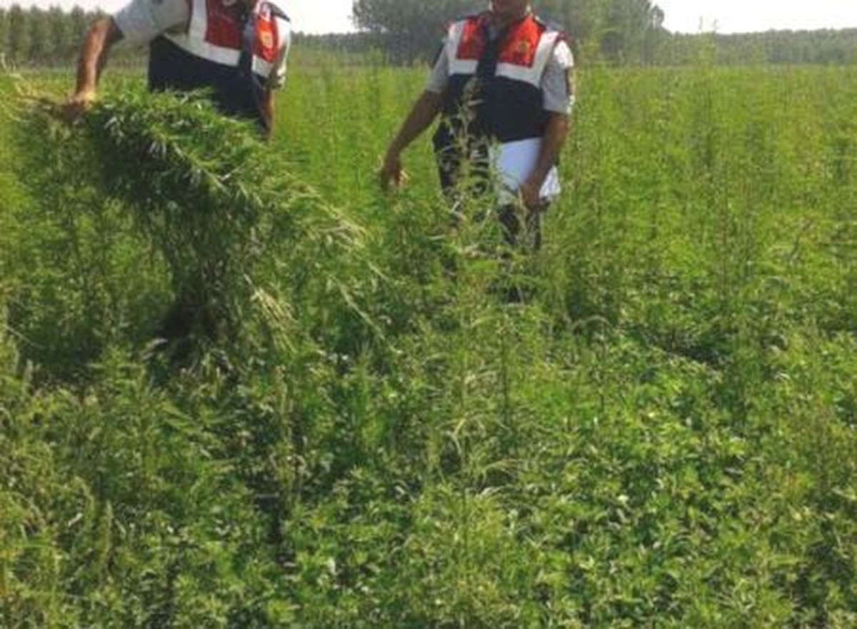 Niğde\'de Uyuşturucu Operasyonu