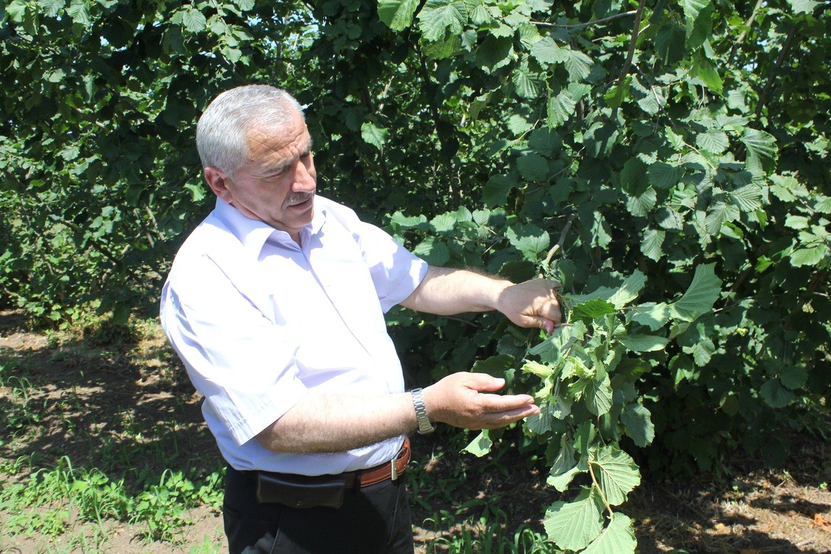 Rekolte Belli Oldu Fındık Fiyatı Yükselebilir
