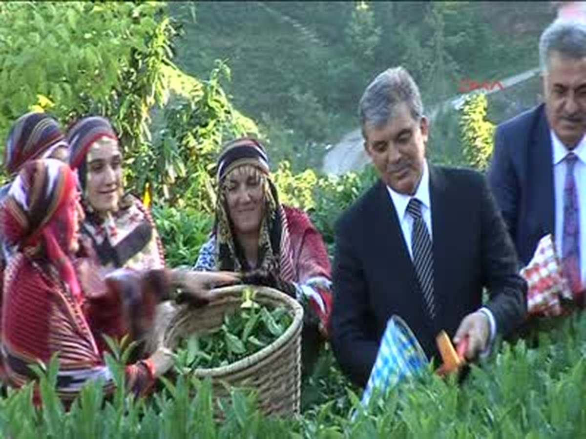 Bahçeye Girdi Çay Topladı