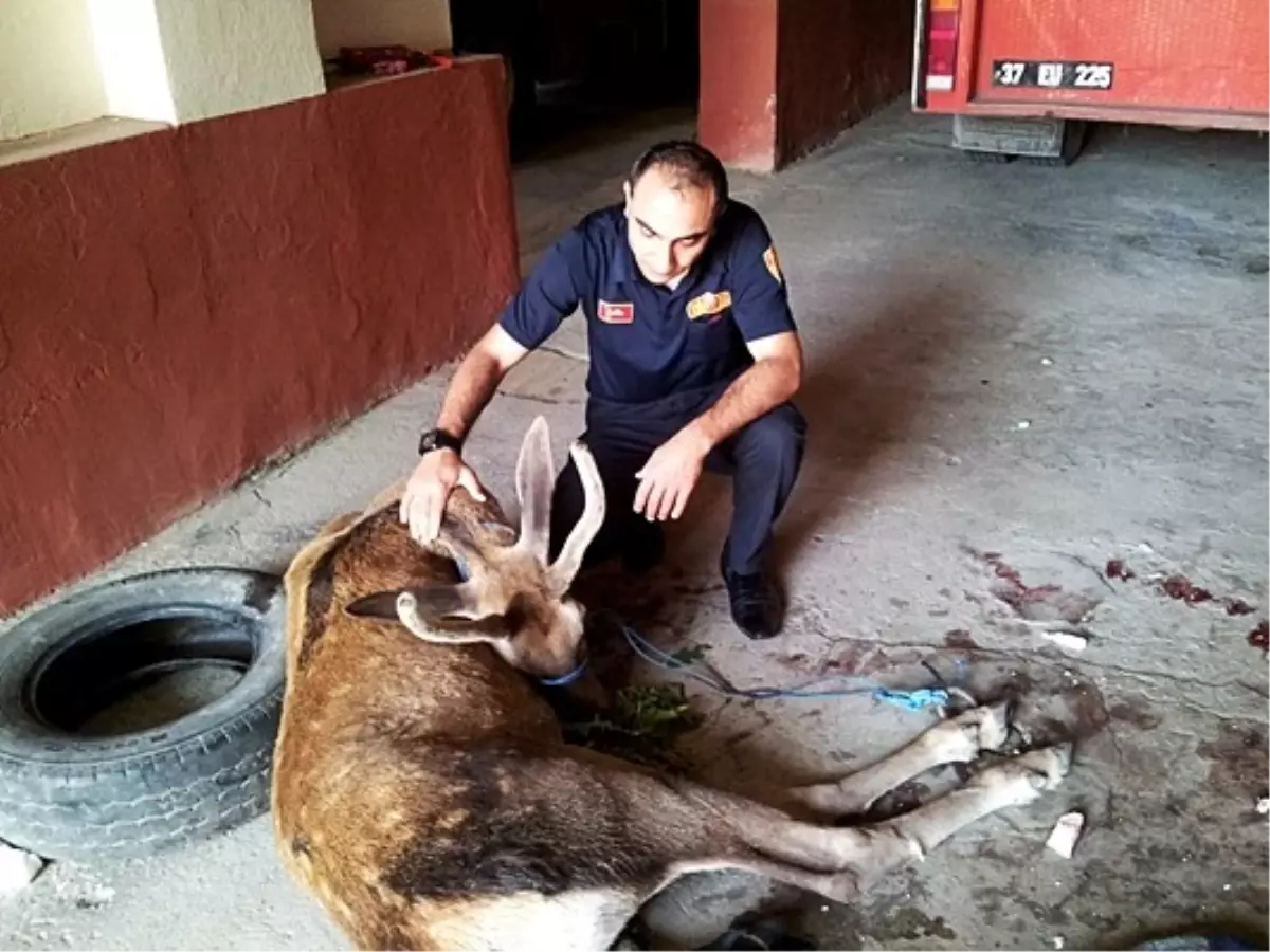 Tosya'da Yaralı Geyik Bulundu