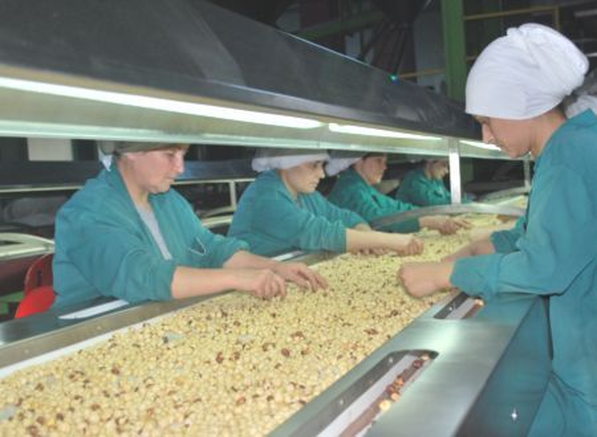 Türkiye\'nin Fındık İhracatı