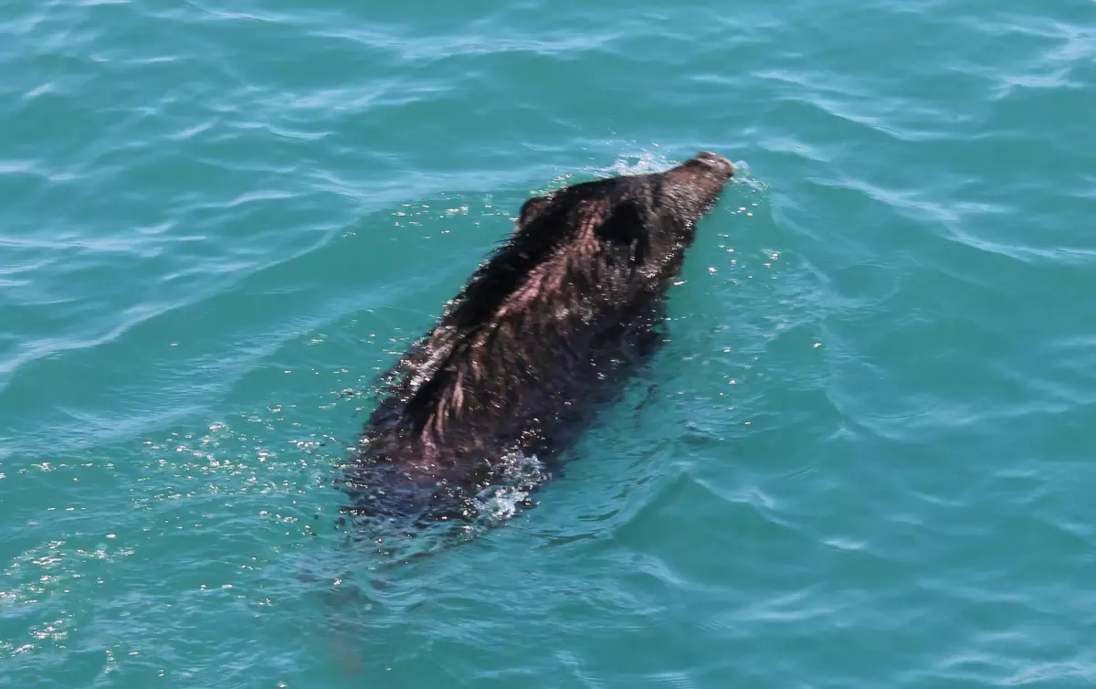 Yaban Domuzunun Deniz Keyfi