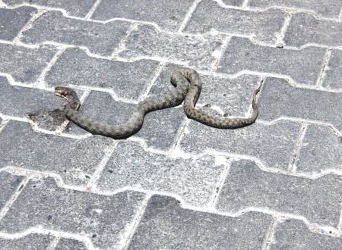 Bingöl\'de Yılan ve Akrep Sokması