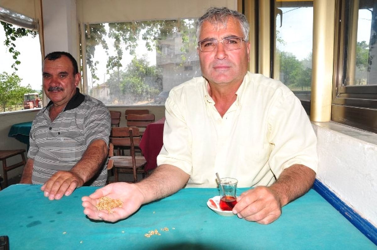 Çiftçiler Buğday Fiyatlarından Memnun Değil