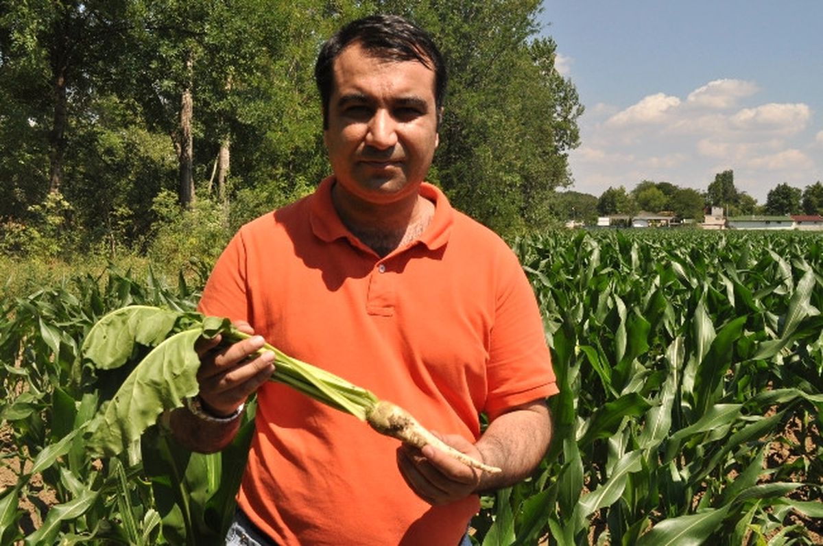 Meşrubat, Bisküvi Çikolata ve Baklavalarda Yaygın Olarak Glikoz Şurubu Kullanılıyor