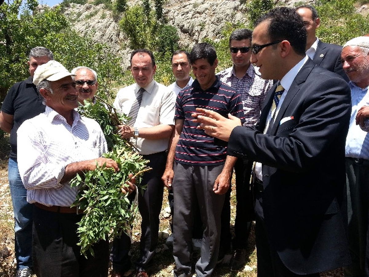 Sincik\'te Antep Fıstığı Aşılama Projesi Başladı