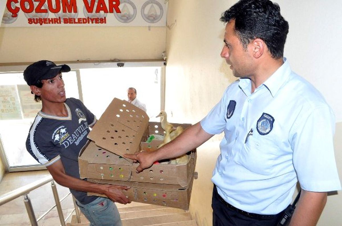 Zabıtadan Civciv Operasyonu