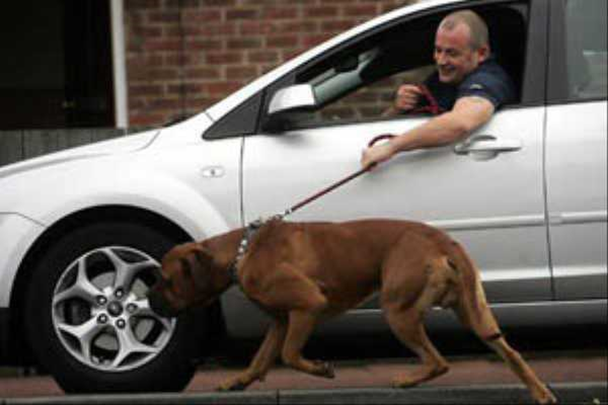 Alman Milletvekilleri Meclis\'e Köpeklerini Getirmek İstiyor