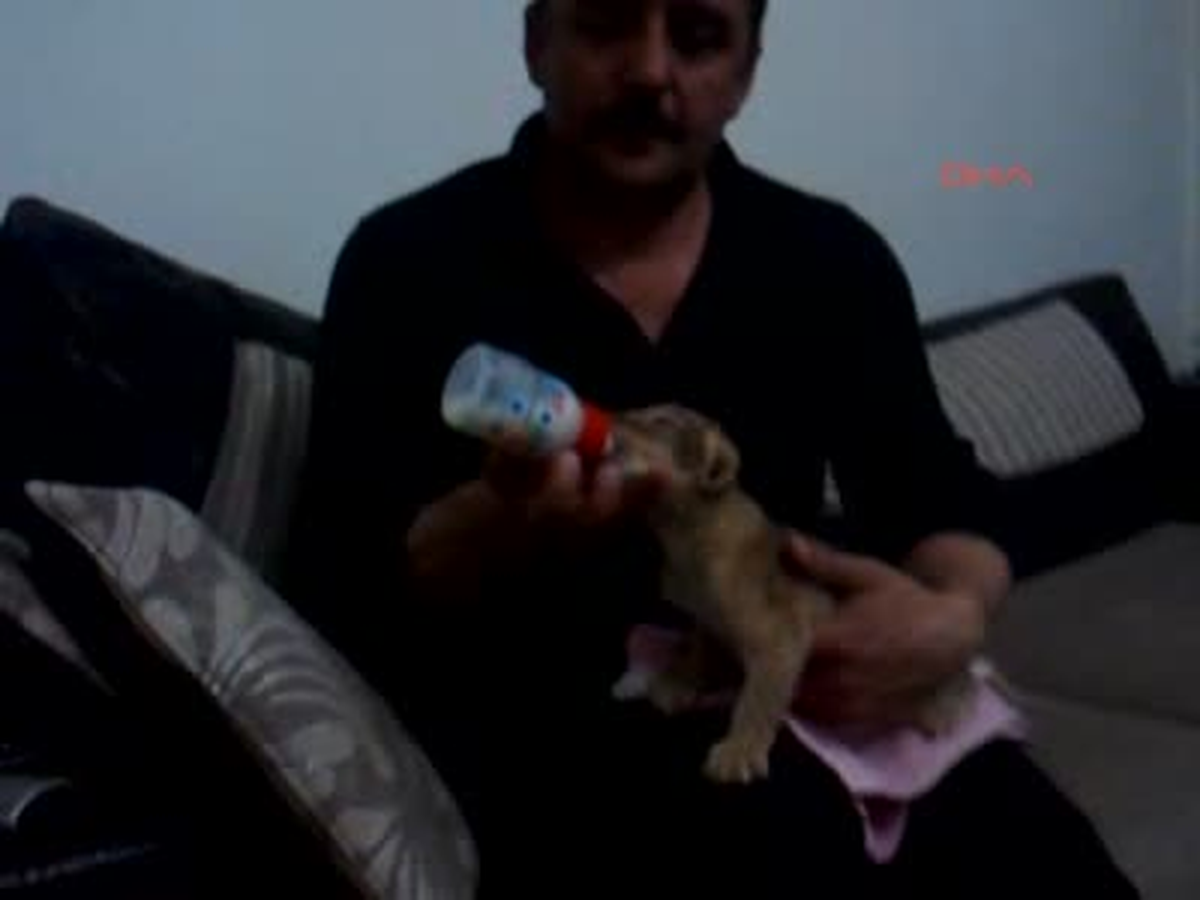 Annesinin Terk Ettiği Yavru Aslan Sherlock\'a Hayvanat Bahçesi Müdürü Sahip Çıktı
