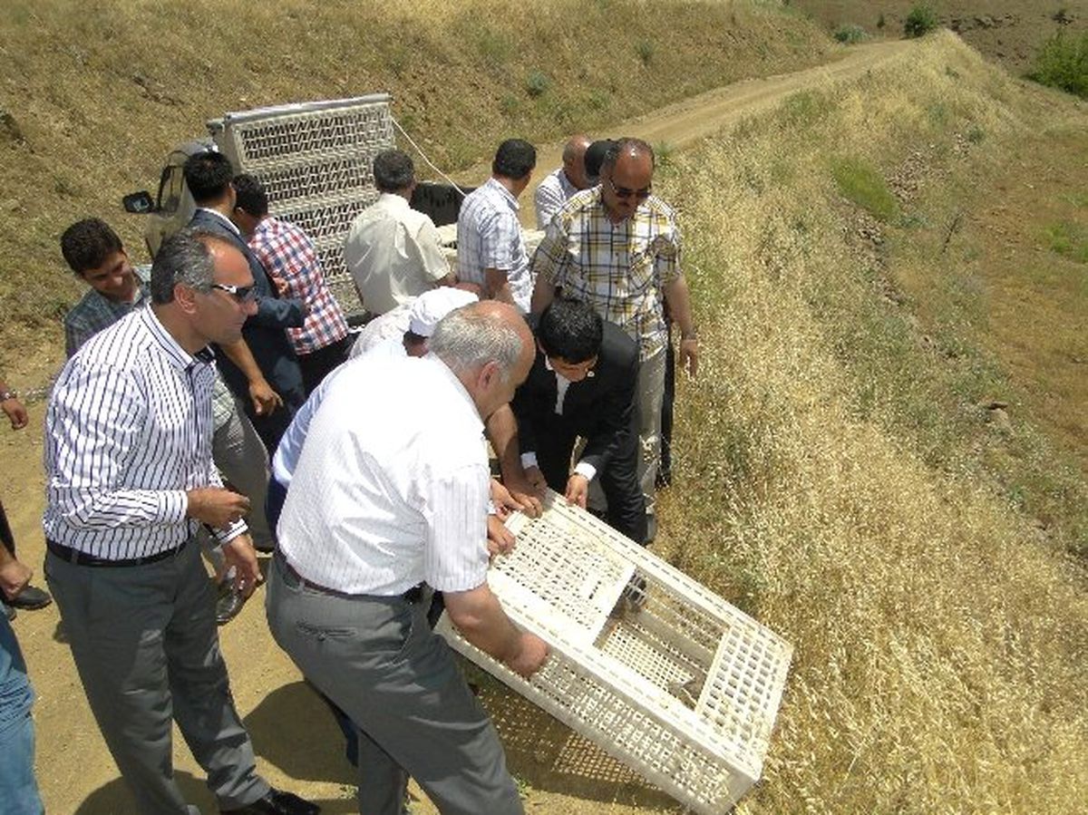 Çekirge ile Biyolojik Mücadele Başlatıldı