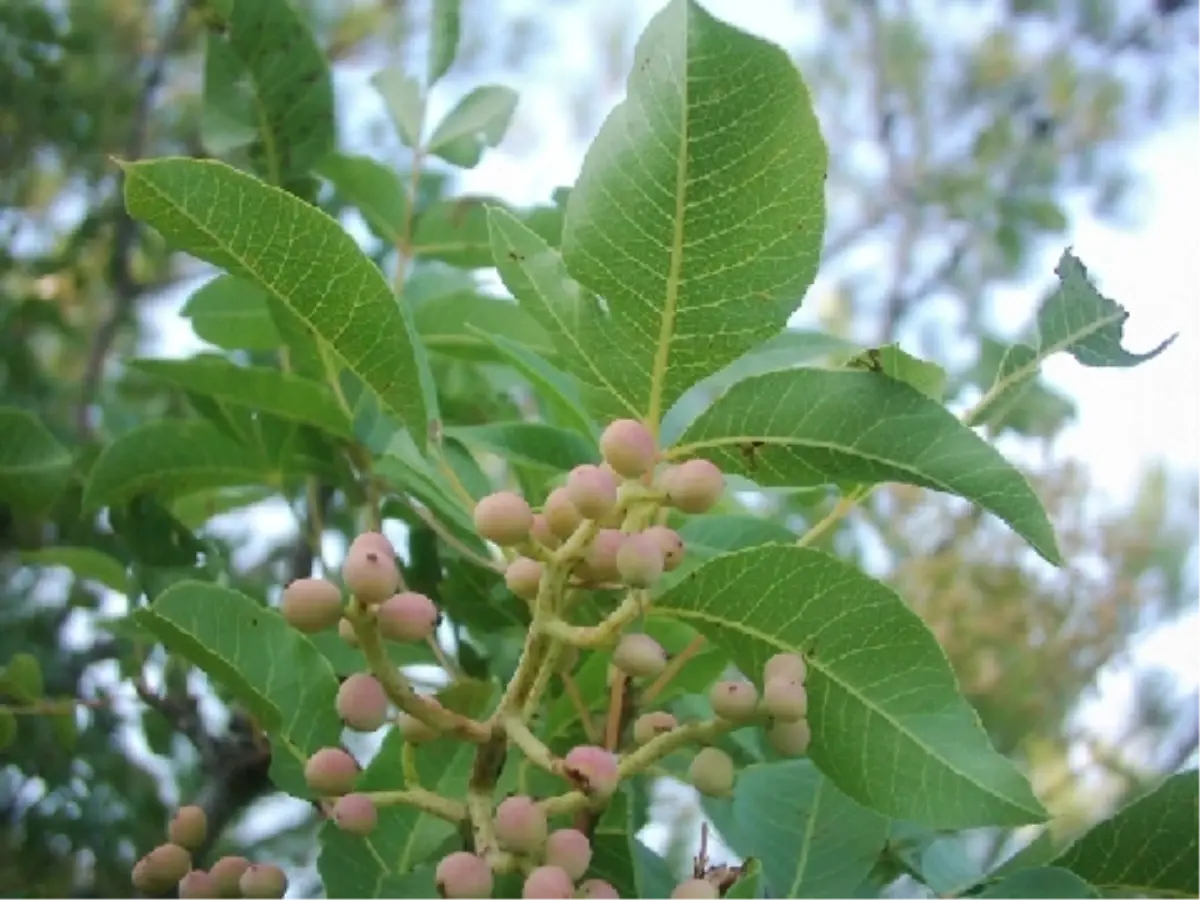 Menengiç Ağaçları Antep Fıstığına Dönüşüyor