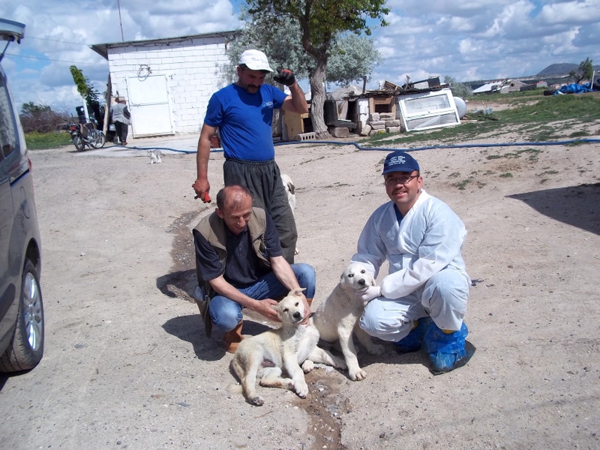 Şap Virüsü Kedi ve Köpekler Tarafından da Taşınabilir