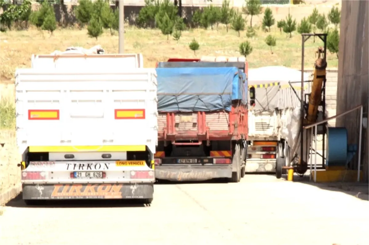 TMO'de Buğday Alımları Başladı