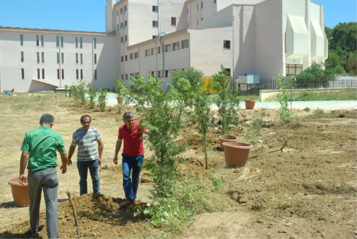 Anadolu Otelcilik Lisesi Bahçesi Ağaçlandırıldı
