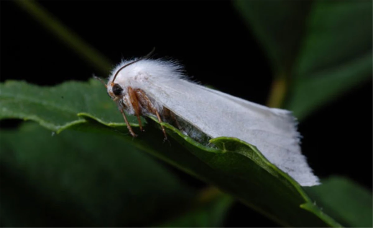 Fındık Üreticilerine "Amerikan Beyaz Kelebeği" Uyarısı