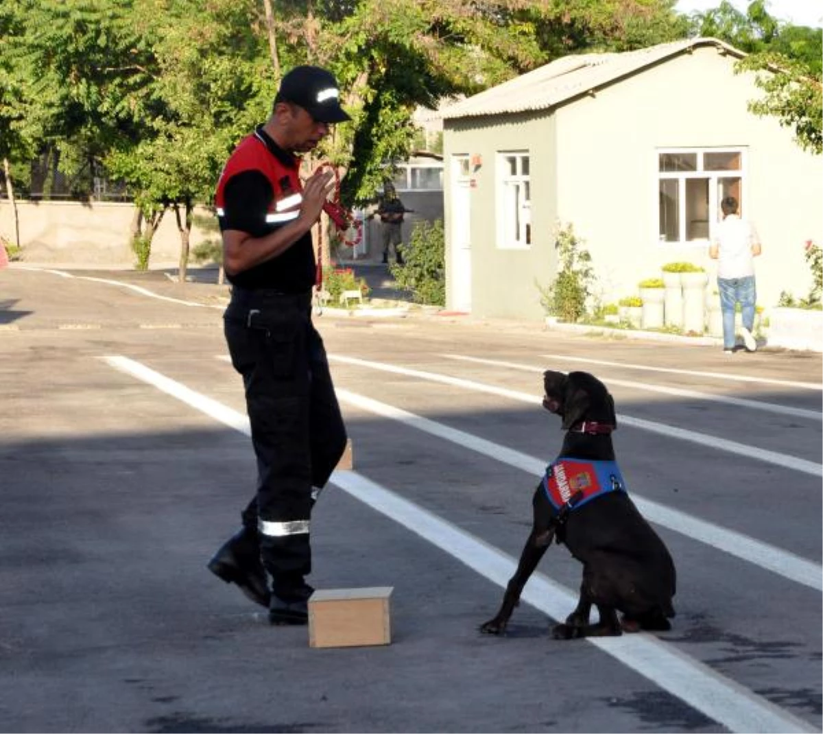 Törene Eğitimli Köpekler Damgasını Vurdu