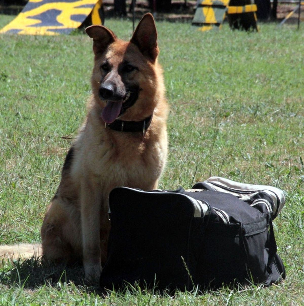 Kahraman Köpekler Böyle Eğitiliyor