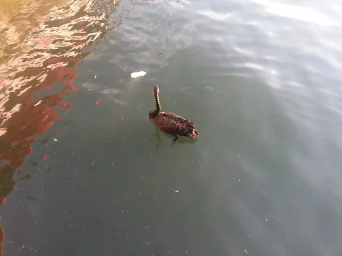 (Özel Haber) Deniz Polisinin Siyah Kuğu Nöbeti