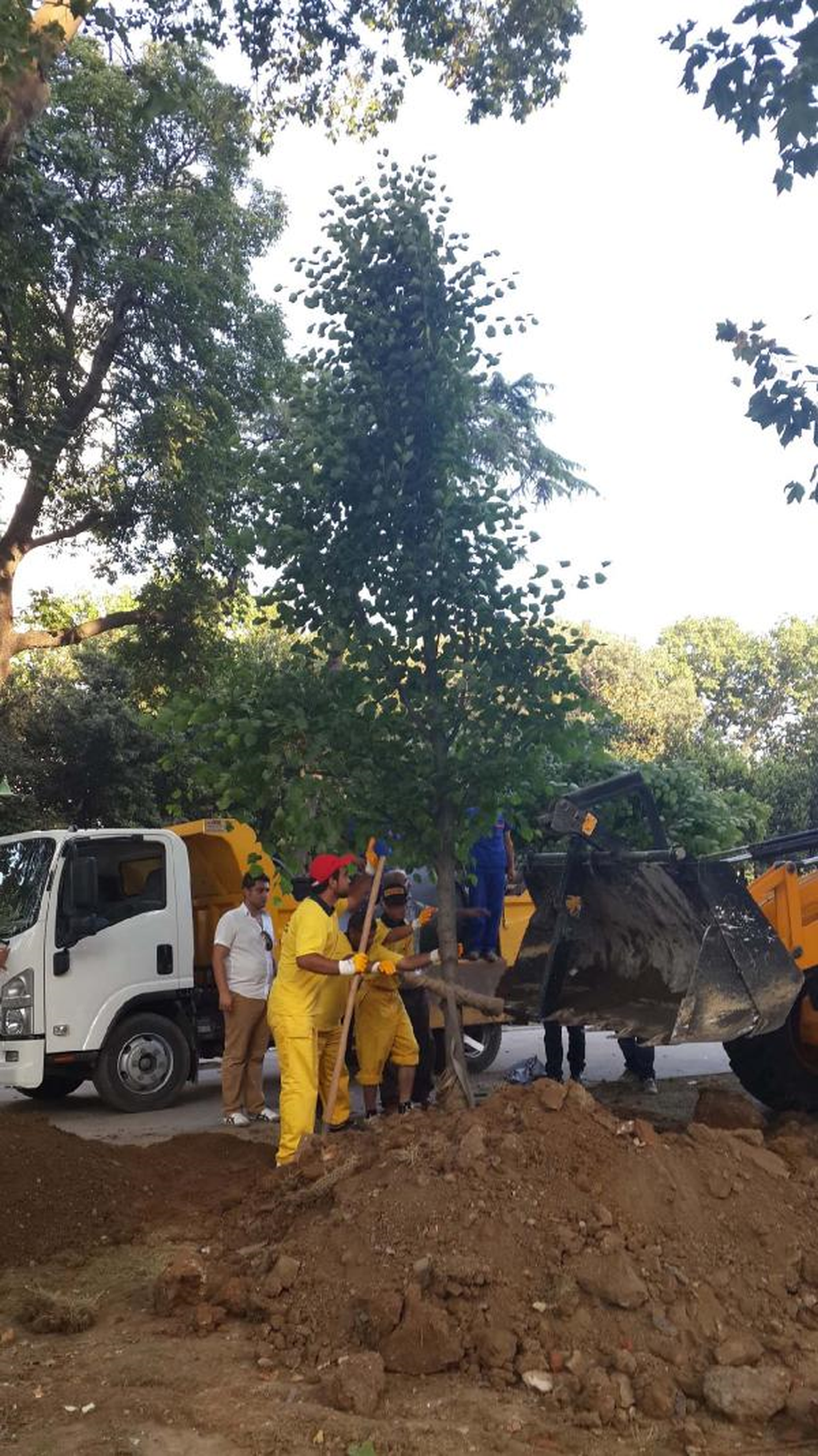 21 Ihlamur Ağacı Dikilmek İçin Gezi Parkında