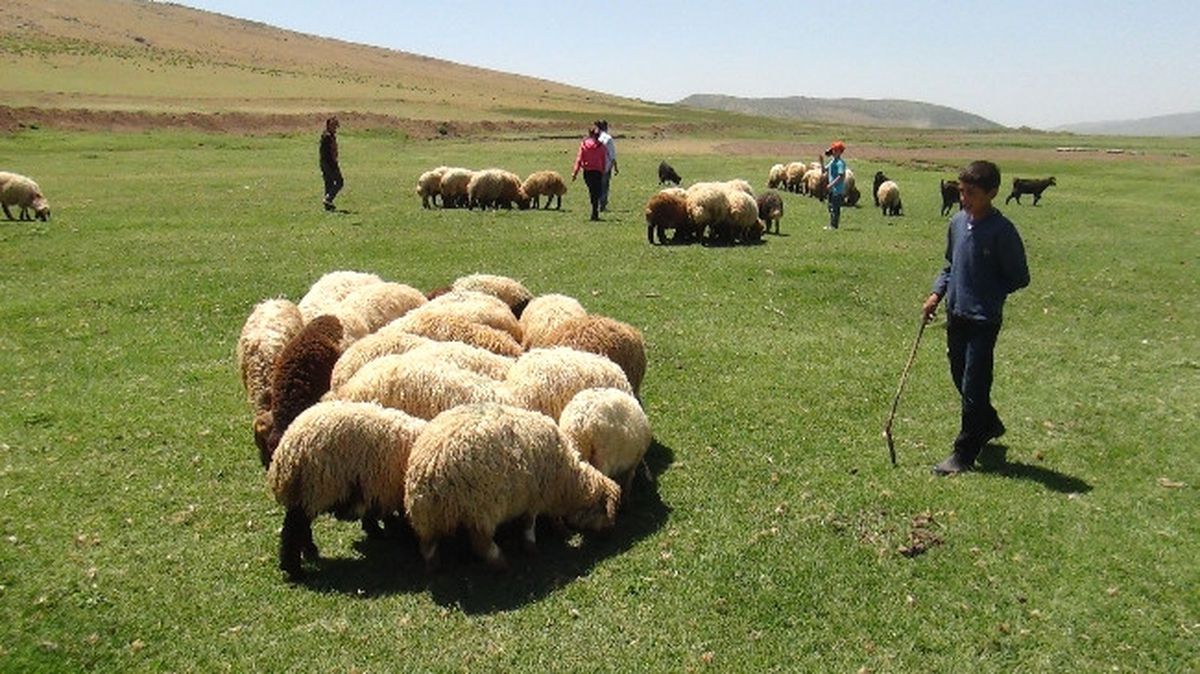 Bitlis\'te Öğrenciler Kışın Öğrencilik Yazın Çobanlık Yapıyor
