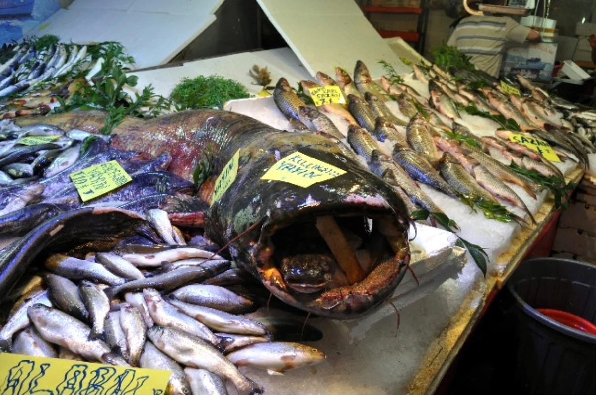 Eskişehir\'de 130 Kiloluk Yayın Balığı İlgi Odağı Oldu