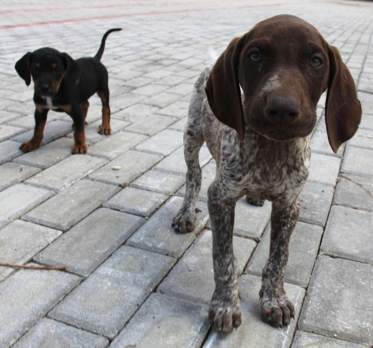 İşkence Gören Köpeklere \'Sevgi\' ile Terapi