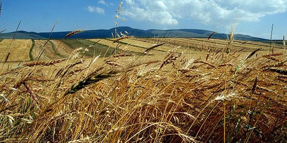 Tarım Arazilerinin Devrinde "Tek Mirasçı" Sistemi