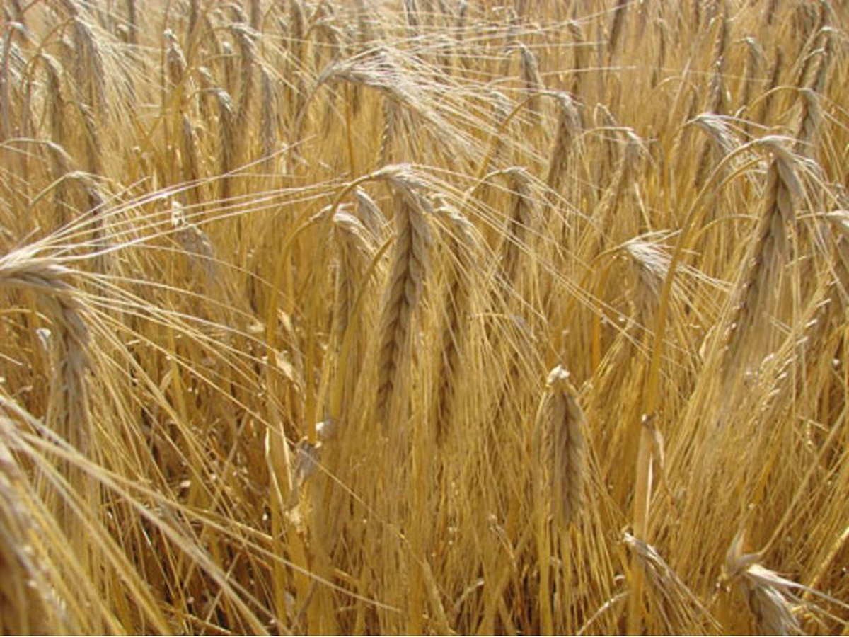 Yerköyticaret Borsası Buğday ve Arpa Alımlarını Başladı