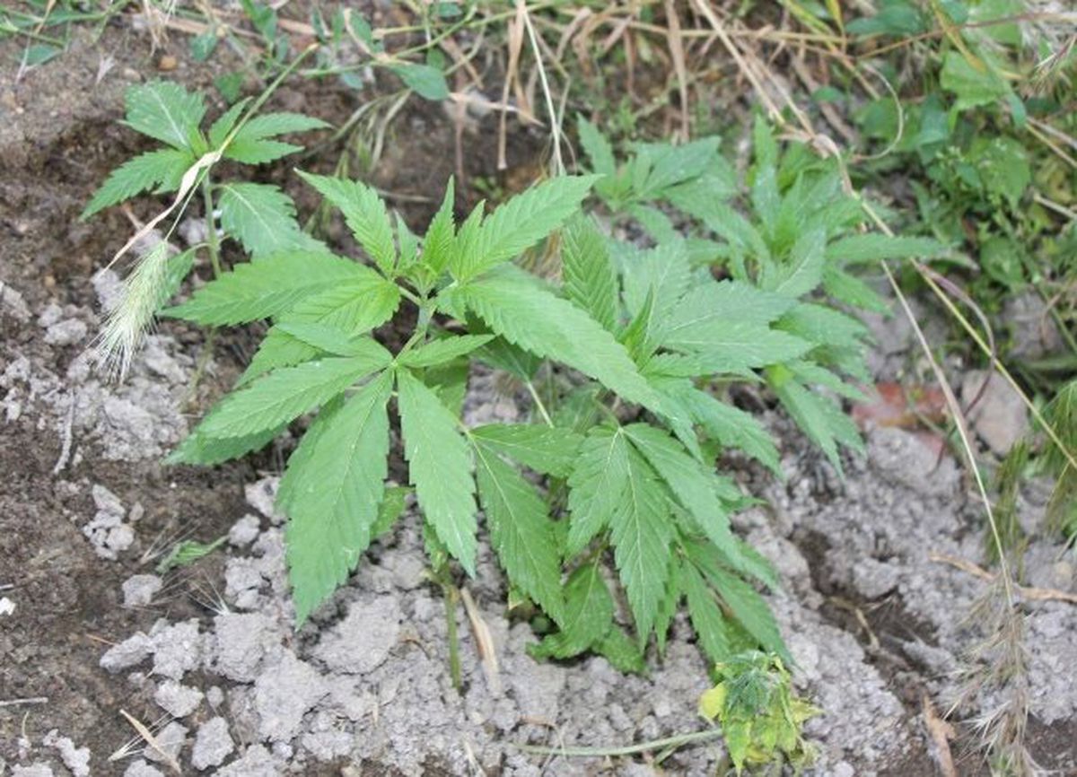 Boş Arazide 25 Kök Kenevir Bitkisi Ekili Halde Bulundu