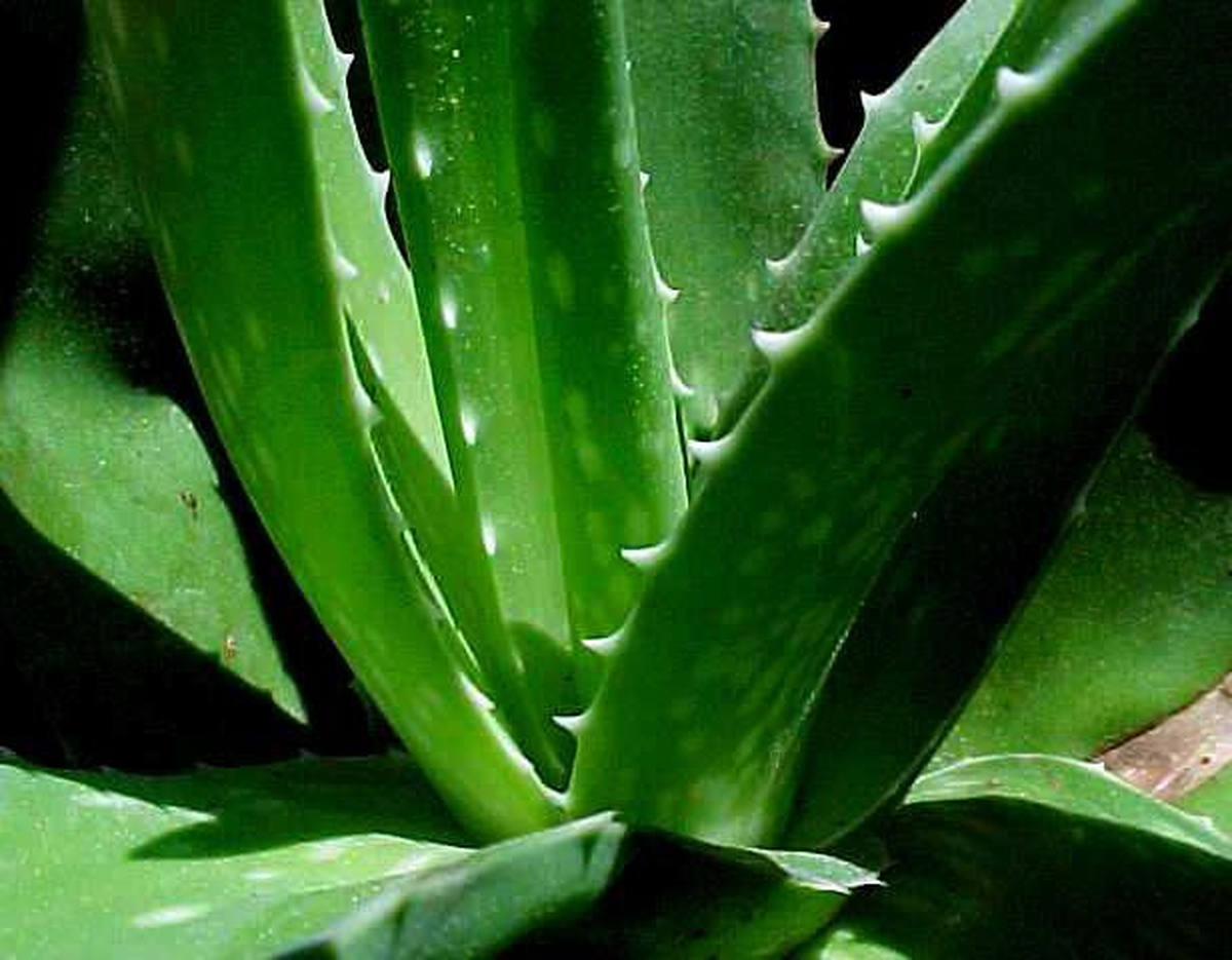 Cilt Kanserinden Aloe Vera Bitkisiyle Korunun