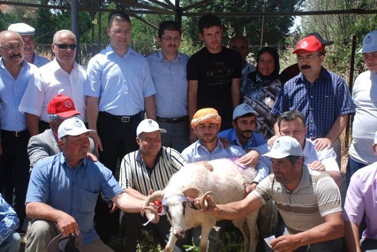 Çivril\'de Üreticiye Hayvan Desteği