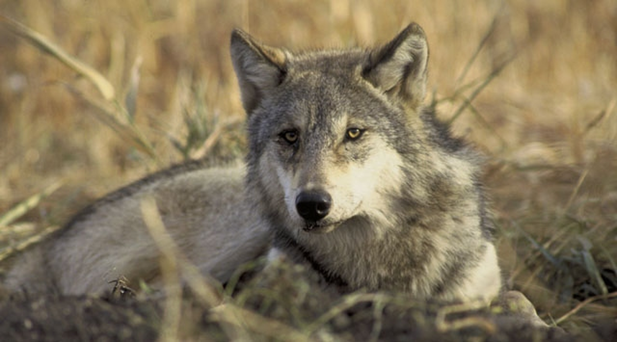 Erzurum'daki Kurt Saldırısı