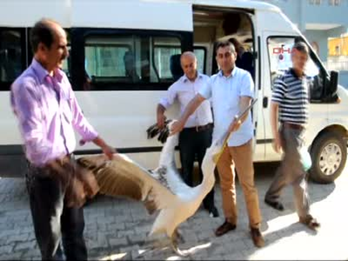 Uçamayan Pelikana Vatandaşlar Sahip Çıktı