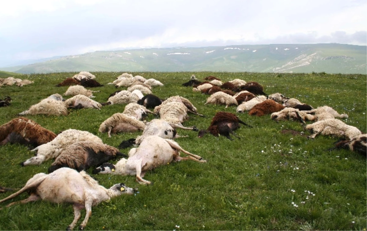 Kars\'ta Koyunların Üzerine Yıldırım Düştü