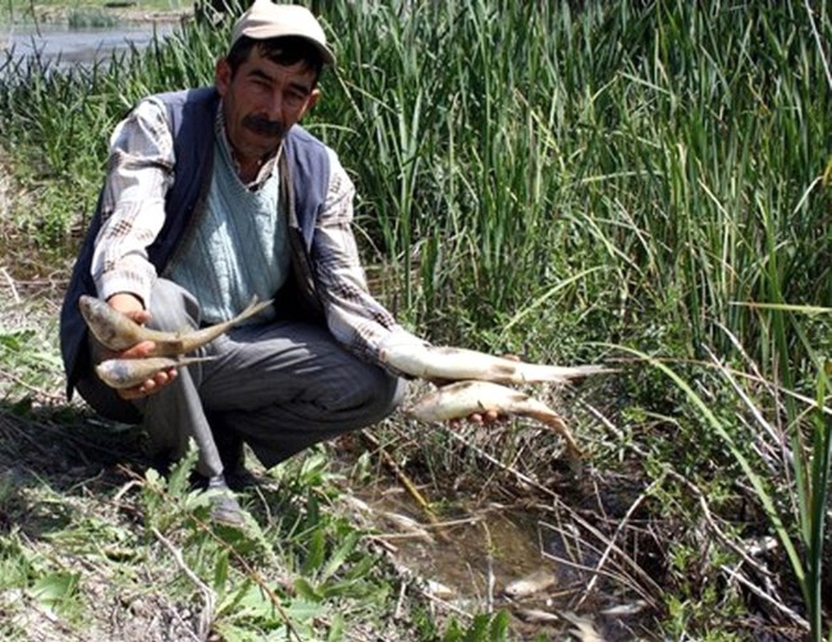 Kemaliye\'de Balık Ölümleri Araştırılıyor