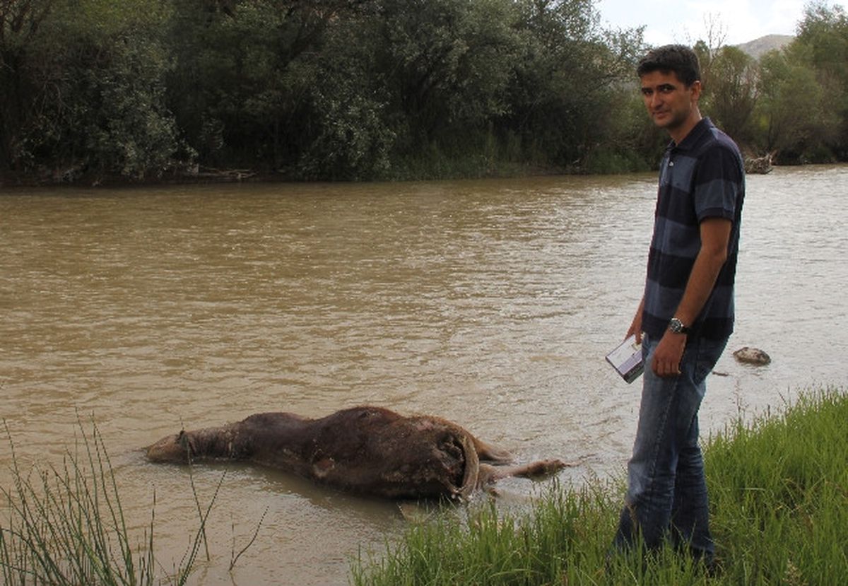 Oltu Çayında Ölü Boğa Paniği