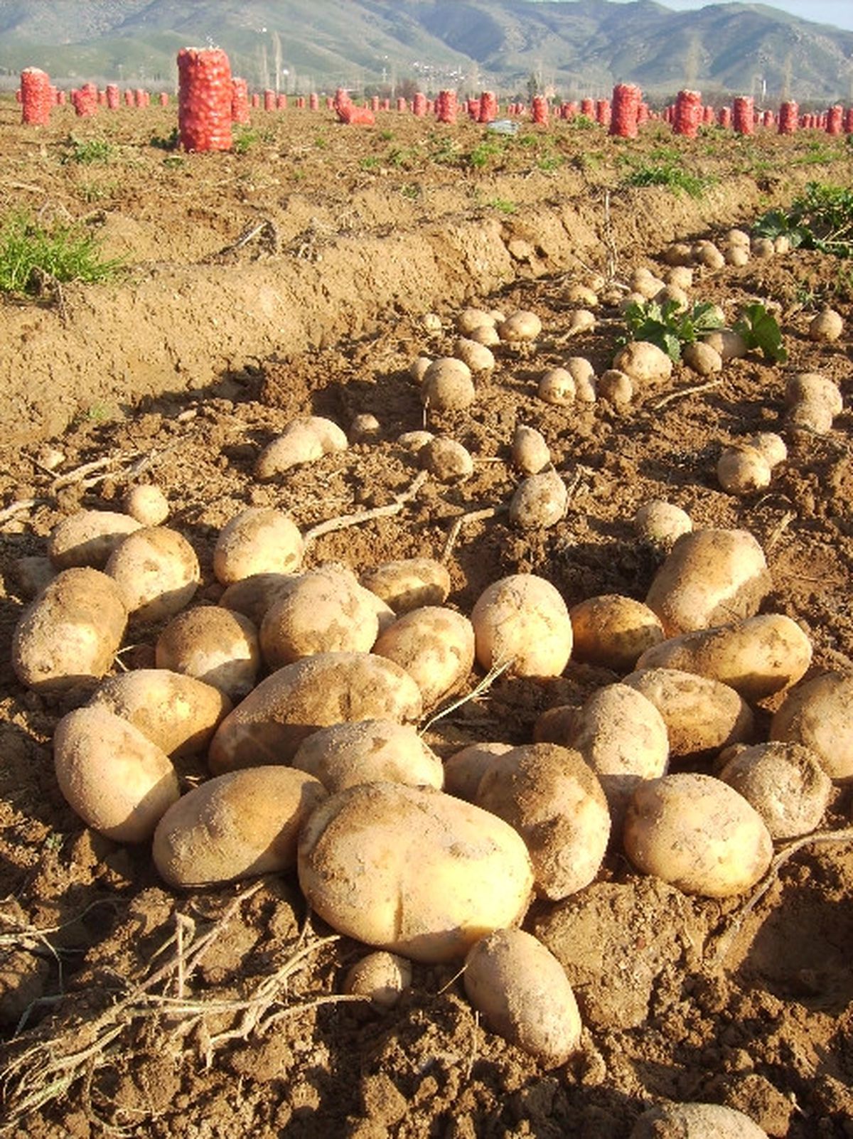 Patates Tarlada 1 Lira