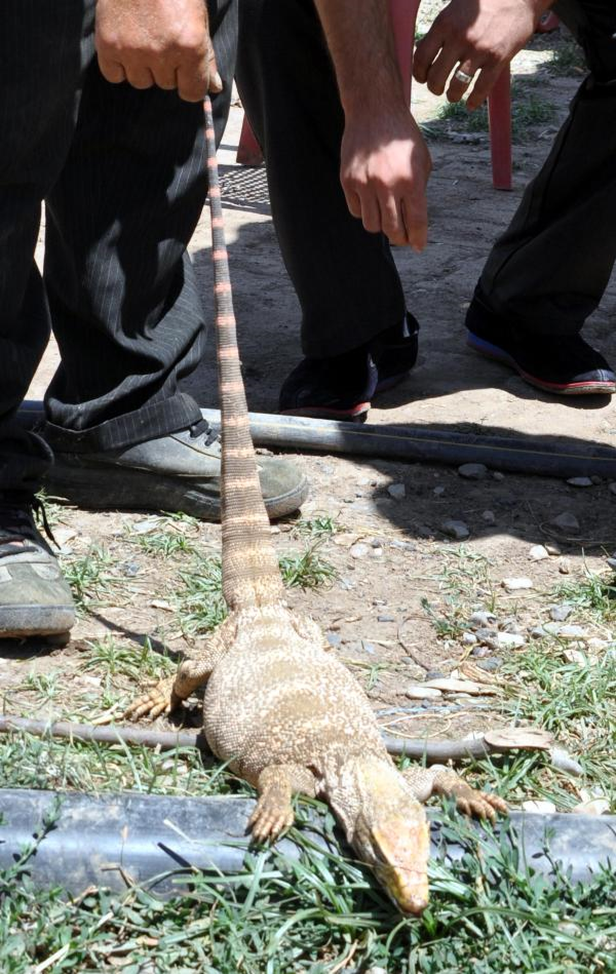 Şırnak\'ta Dev Kertenkele