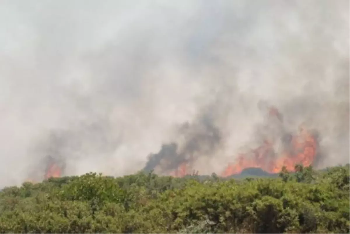 Söke'deki Makilik Alan Yangını