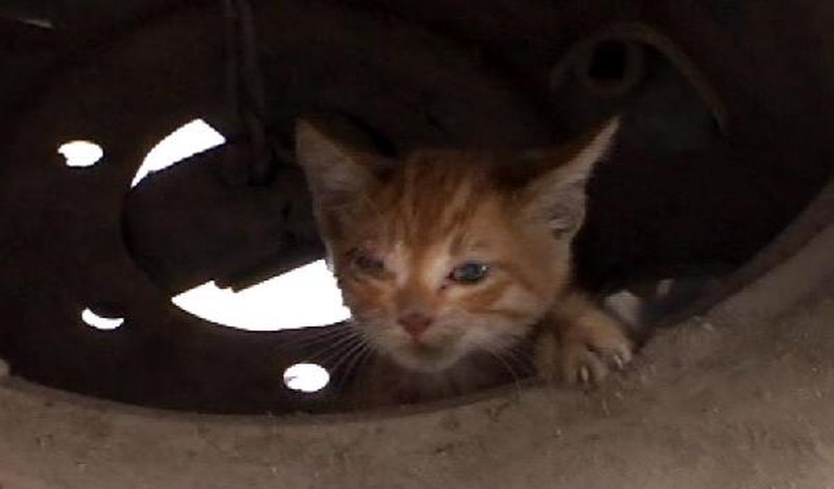 Yavru Kedi Kurtarma Operasyonu