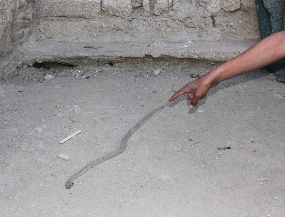 Yılanlar Toprak Evi Mesken Tuttu