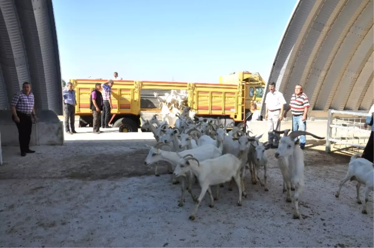 Bu Keçiler Günde 4 Kilo Süt Veriyor