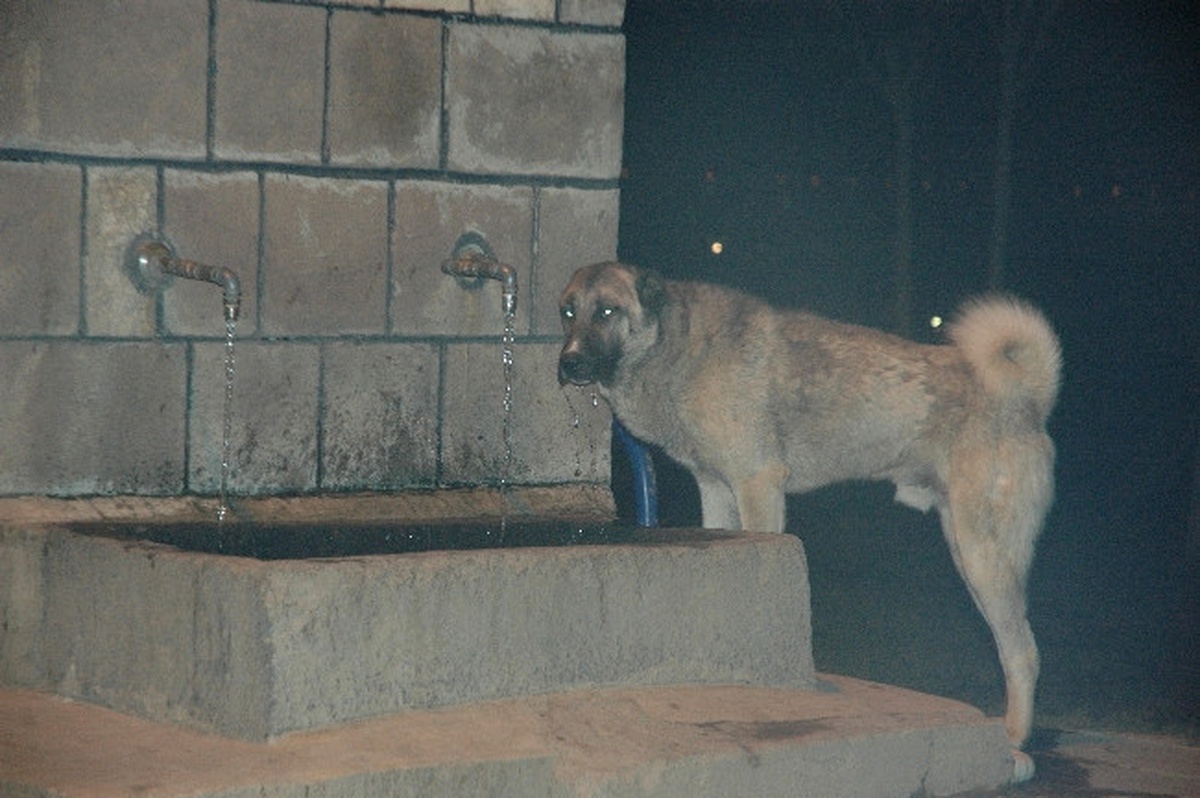 Çeşmeye Ağzını Dayayıp Musluktan Su İçen Köpek Görenleri Şaşırtıyor